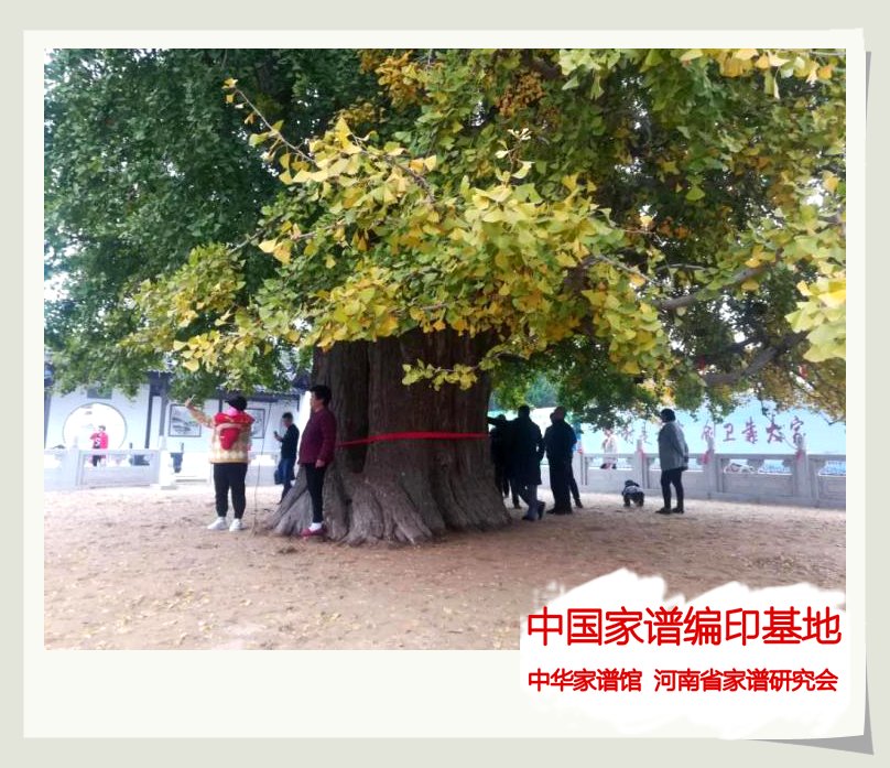 临沂郯城新村老神树2.jpg